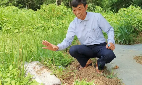 Nuối tiếc ly cung Trần Hồ