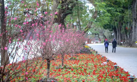 Đào bung sắc bên thảm hoa rực rỡ quanh Hồ Gươm đón Tết Nhâm Dần 2022