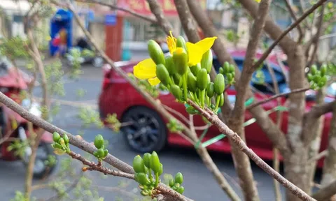 Mai rừng xuống phố