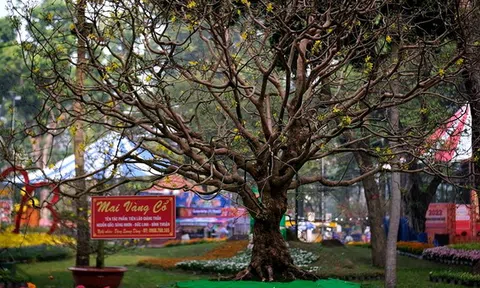 Cận cảnh 'lão' mai trên 100 tuổi giá hơn 6 tỷ nổi bần bật trong Hội Hoa xuân Tao Đàn