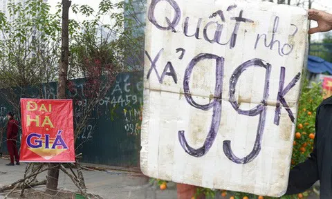 Hà Nội: Nhiều khách hàng chỉ đến hỏi giá rồi đi, các tiểu thương đồng loạt treo biển xả hàng với hi vọng bán được nốt đào quất