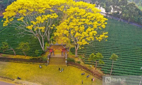 Hoa phượng vàng ở Lâm Đồng nở rộ ngày đầu xuân Nhâm Dần