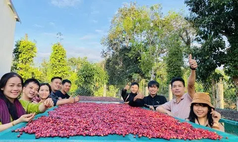 Hành trình chinh phục cà phê organic của chàng kỹ sư xây dựng