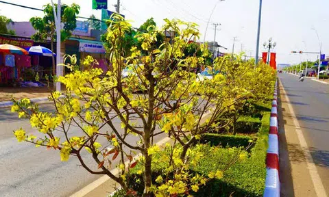 Độc đáo 900 cây mai làm dải phân cách trên quốc lộ 56