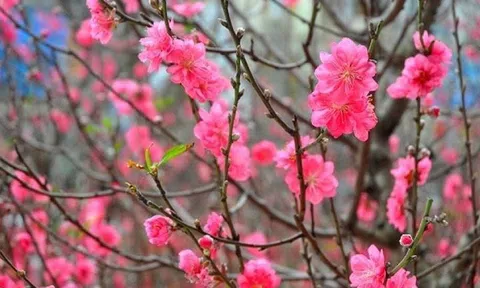 Mùng 1 Tết, miền Bắc giá rét, có khả năng xảy ra mưa tuyết, Nam Bộ nắng đẹp