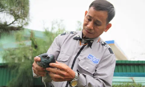 “Cha nuôi” của hơn 1.000 con bồ câu tại Đà Nẵng