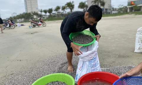 Đà Nẵng: Cào ốc ruốc kiếm tiền triệu mỗi ngày