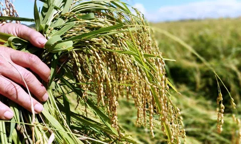 "Hạt ngọc" Nếp Quýt của bà con Tày, Nùng trên đất Đạ Tẻh