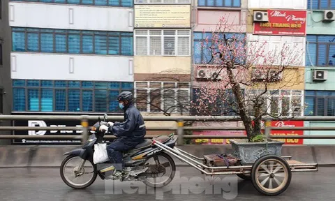Những 'cụ' đào tấp nập về lại Nhật Tân sau nhiều ngày ngao du, khoe sắc
