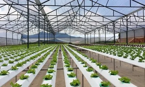 "Sứ giả" thương mại cho nông sản Việt Nam