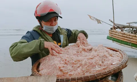 Ngư dân đón "lộc biển" đầu năm, tàu cứ cập bờ là "cháy hàng"