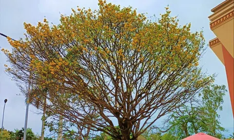 Ly kỳ vụ tranh chấp "cụ" mai 200 tuổi xôn xao ở Quảng Bình