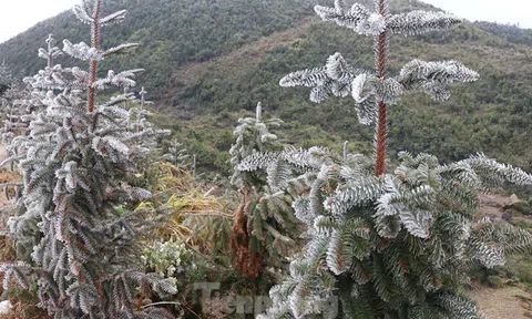 Hình ảnh băng giá xuất hiện trên diện rộng tại Mèo Vạc