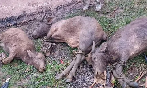 Rét kỷ lục khiến hàng trăm con trâu bò chết, nông dân khẩn cấp “may” áo ấm cho gia súc
