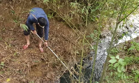 Bắt quả tang trang trại heo 1.500 con xả thải "chui" ra sông Bến Hải