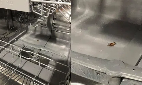 Mất oan tiền triệu vì gián chui vào máy rửa bát và mẹo ngăn ngừa cực hiệu quả