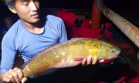 Bắt được con cá vàng óng ánh nghi là cá sủ vàng quý hiếm giá tiền tỷ