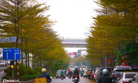 Giới trẻ thích thú check in hàng cây lá vàng đẹp như phim Hàn Quốc ở Hà Nội