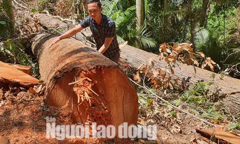 Cận cảnh cánh rừng ở Măng Đen bị tàn phá