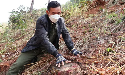 Nhức nhối tái diễn tình trạng phá rừng lấn chiếm đất ở Lâm Đồng