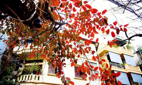 Ngẩn ngơ trước vẻ đẹp Hà Nội mùa thay lá