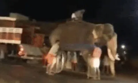 Voi hoảng sợ chạy loạn trên đường sau khi bị xe máy đâm thẳng vàoicon