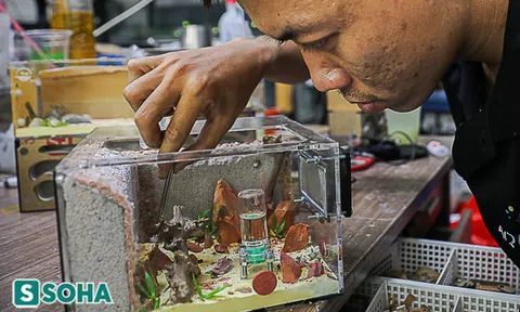 Lạ lùng chàng trai TP.HCM mang cả trăm con kiến về làm thú cưng, có tổ riêng cho kiến chúa