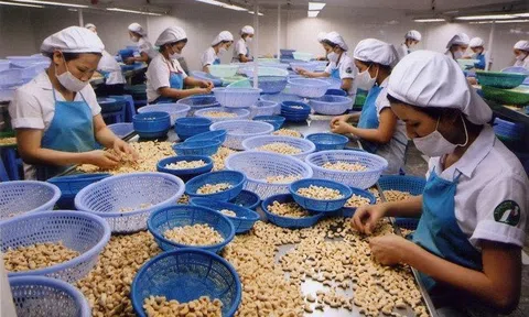 Bộ Công Thương vào cuộc hỗ trợ doanh nghiệp vụ xuât khẩu 100 container hạt điều