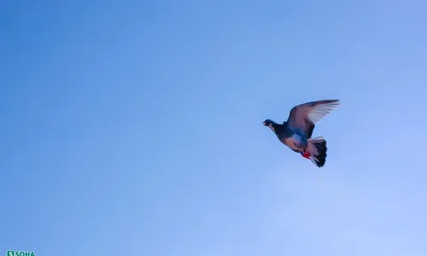 Đột nhập căn cứ luyện ‘chiến binh bầu trời' có thể bay hàng nghìn km ở TP.HCM