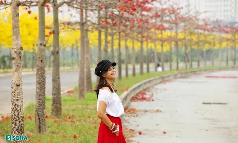 Hà Nội: Con đường phủ đầy hoa gạo, hoa phong linh có 1-0-2, đẹp như 'tiên cảnh'