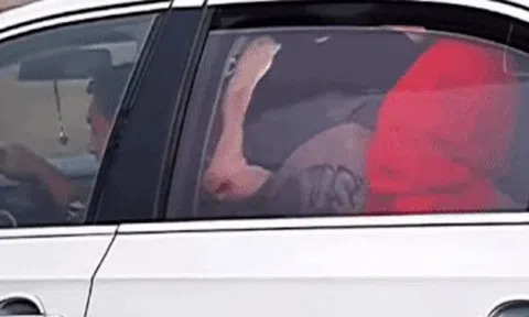 Bò sữa được ông chủ chở bằng xe con Toyota Viosicon