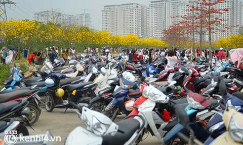 Đường hoa phong linh bỗng dưng hot nhất Hà Nội, dòng người kéo đến chụp ảnh khiến xe máy xếp hàng bạt ngàn