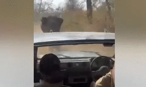 Thót tim cảnh voi đuổi theo ô tô đang tham quan trong rừngicon