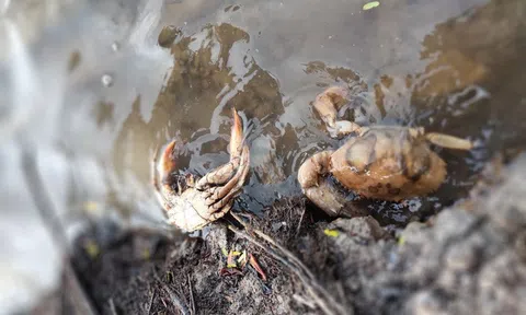 Cua biển ở Cà Mau chết bất thường trên diện rộng