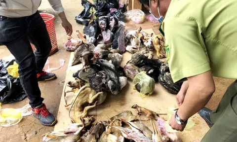 Phạt 355 triệu đồng vì nuôi nhốt nhiều động vật rừng nguy cấp, quý hiếm