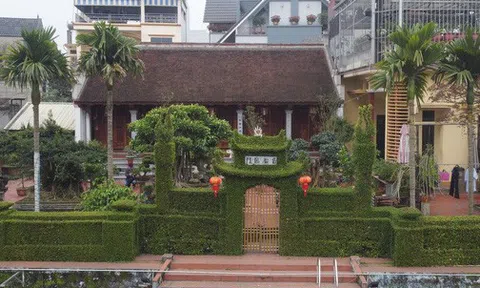 Ảnh: Ngắm hàng rào cây xanh 30 năm tuổi "độc nhất vô nhị" ở Hà Nội