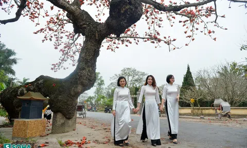 Mãn nhãn chiêm ngưỡng cây gạo gù, thân dáng rồng nở hoa đỏ rực ở Thái Bình