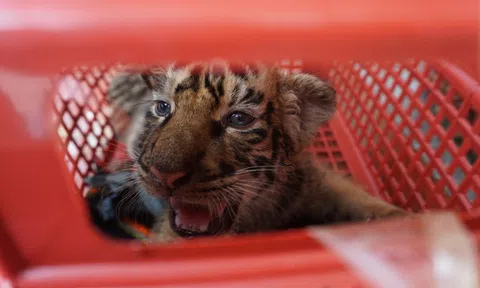 Dụ 7 con hổ Đông Dương vào lồng chở đến nơi ở mới, không dùng thuốc gây mê