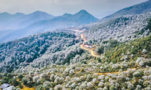 Hoa sơn tra nở đẹp ngỡ ngàng ở nơi cách Hà Nội chỉ 300 km