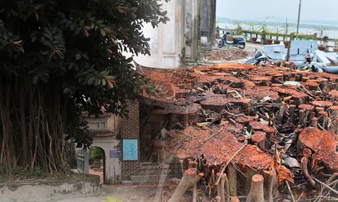 Hà Nội: Người dân rơi nước mắt khi cây đa cổ thụ ở ngôi đình 2.000 năm bị chặt hạ