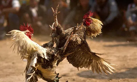 Một đại biểu HĐND ở Bạc Liêu tham gia đá gà ăn tiền bị phạt 1,5 triệu đồng