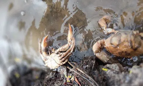 Đã tìm ra nguyên nhân cua biển Cà Mau chết bất thường trên diện rộng