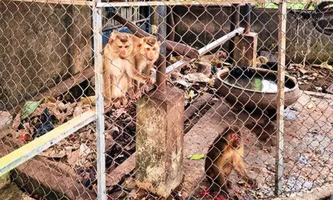 Người dân mang 4 con khỉ quý hiếm đến chùa để... phóng sinh