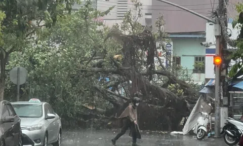 CLIP: Cây xanh bật gốc trong giông lớn trước Bệnh viện Ung bướu