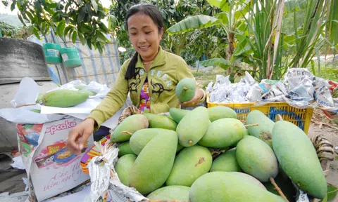 Cơ hội mở từ điều phối nông nghiệp vùng ĐBSCL