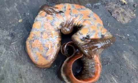 Phát hiện loài cá cóc lạ bụng hoa quý hiếm