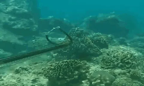 CLIP: "Thảm sát" san hô ở vịnh Quy Nhơn