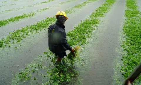 Mưa lớn bất thường gây thiệt hại nặng, nông dân Quảng Nam khóc ròng