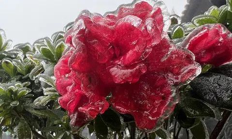 Băng giá bao phủ đỉnh Fansipan, cảnh tượng kỳ thú khiến du khách thích mê ngày cuối tháng Ba