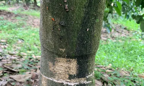 Truy tìm kẻ cưa hàng loạt gốc cây bưởi, vứt xác động vật xuống giếng